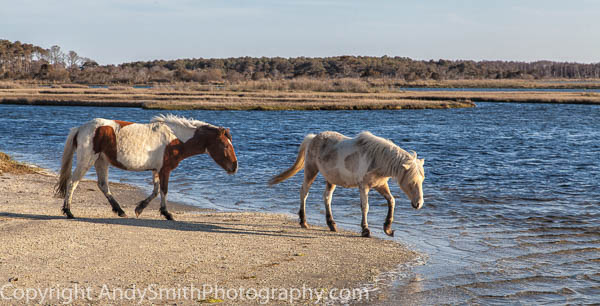 Entering the Water at Assateague